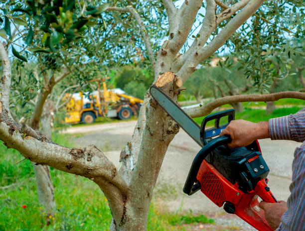 Best Tree Disease Treatment  in Elk Point, SD